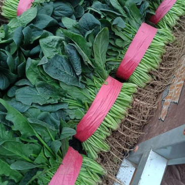 越冬暖棚菠菜大量上市，可对接商超，批发市场欢迎商前来采购