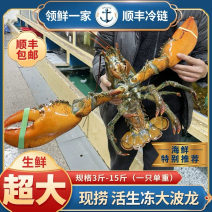 波士顿龙虾冰鲜大龙虾波龙水产