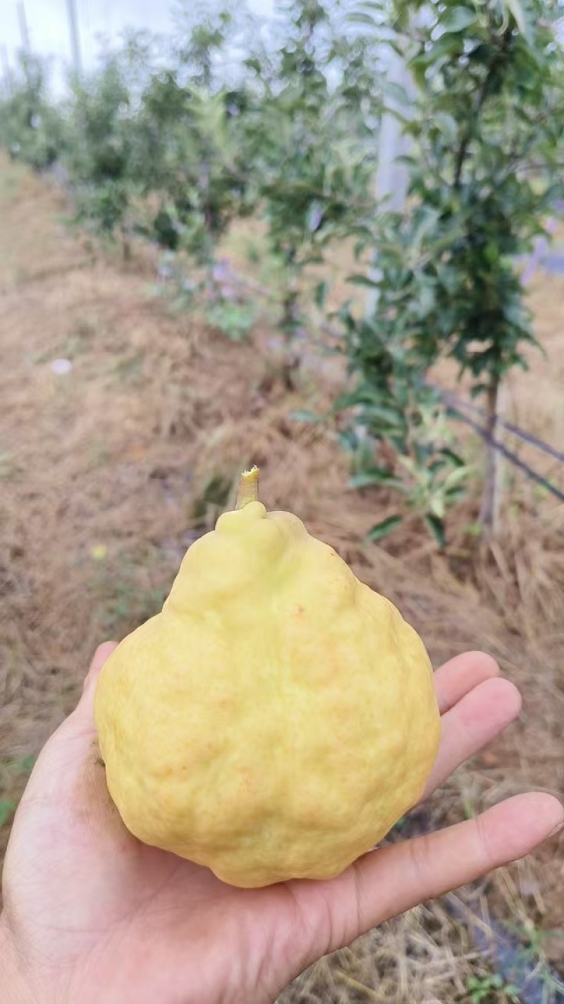 【冷库保鲜】丑梨质量保证水分充足规格齐全好吃不贵