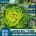 【黄心乌】安徽黄心乌千亩基地多年电商市场经验!