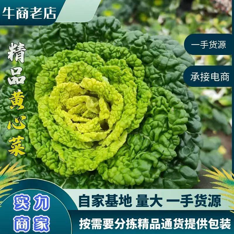 【黄心乌】安徽黄心乌千亩基地多年电商市场经验！
