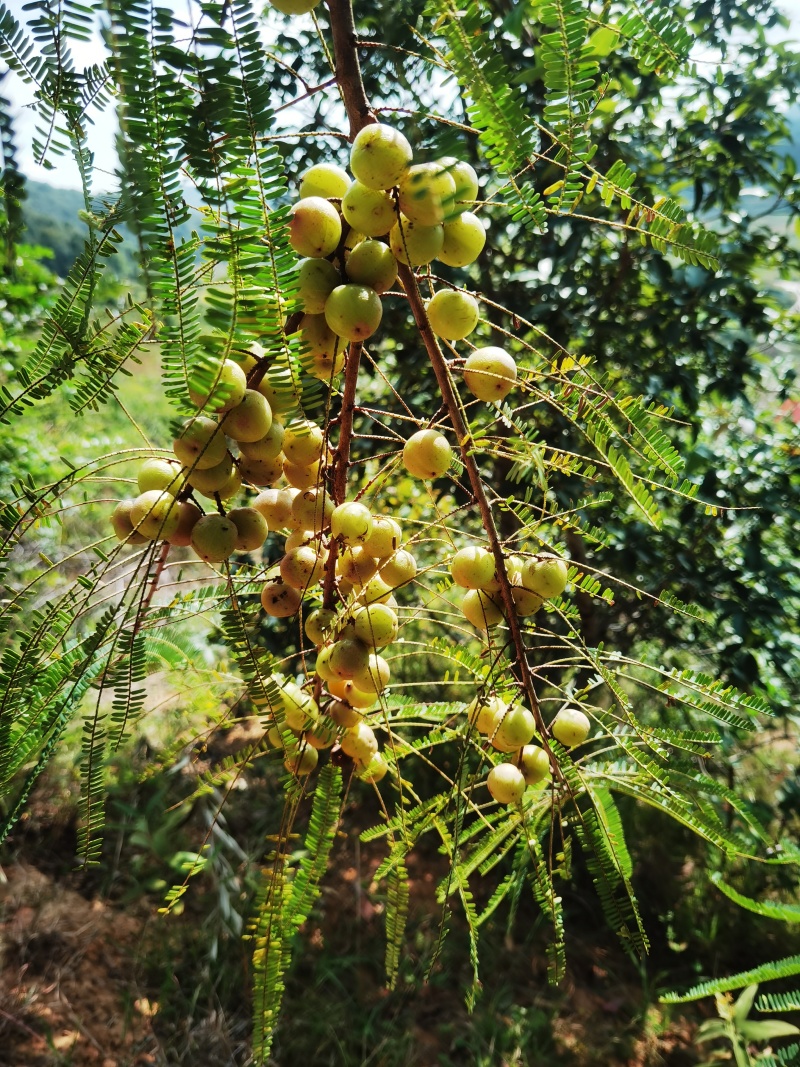 滇南野果橄榄油甘果余甘子大量出售