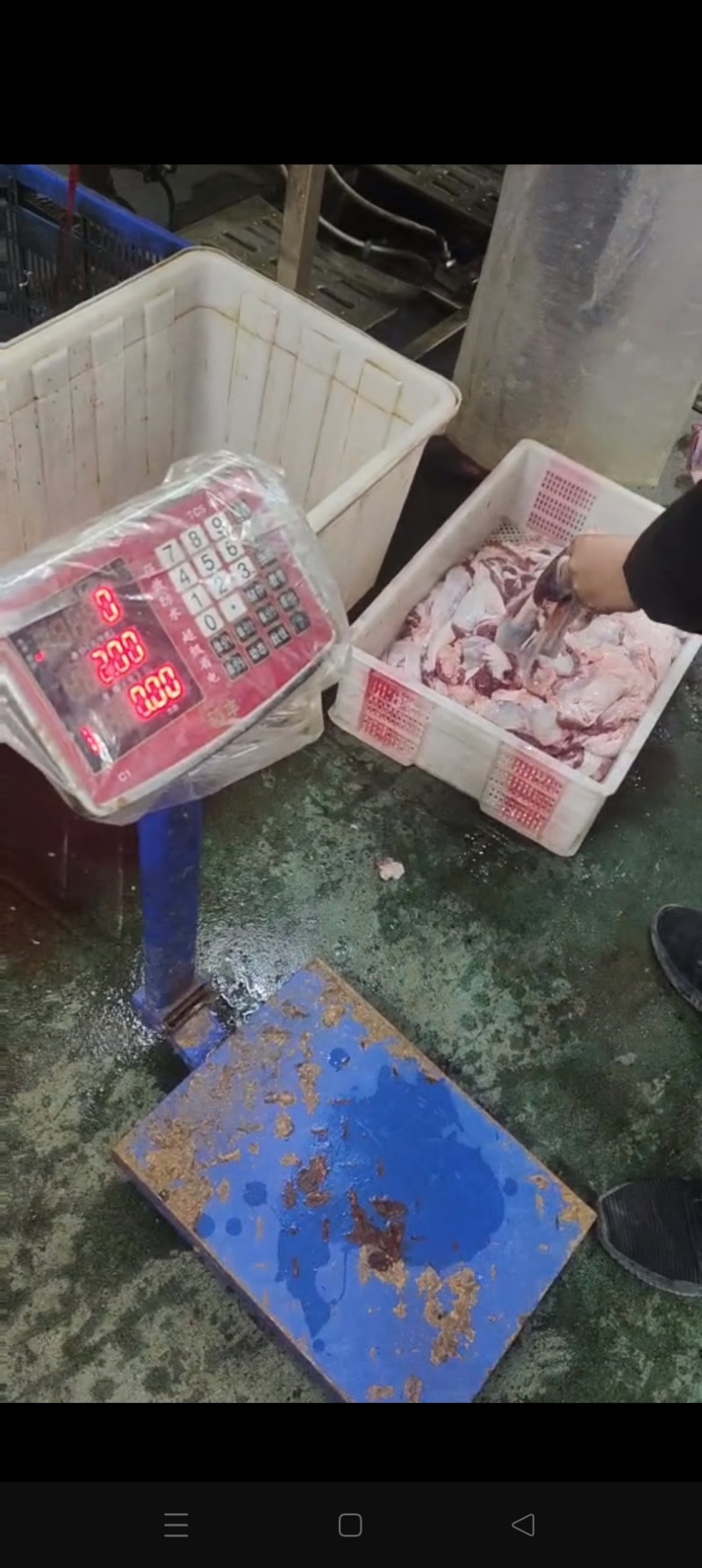 纯干护心肉