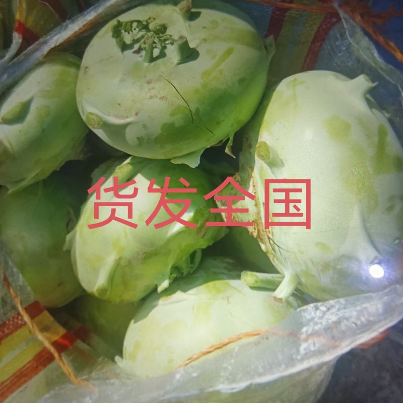山东精品苤蓝大量上市，商超对接，酱菜厂！产地直发