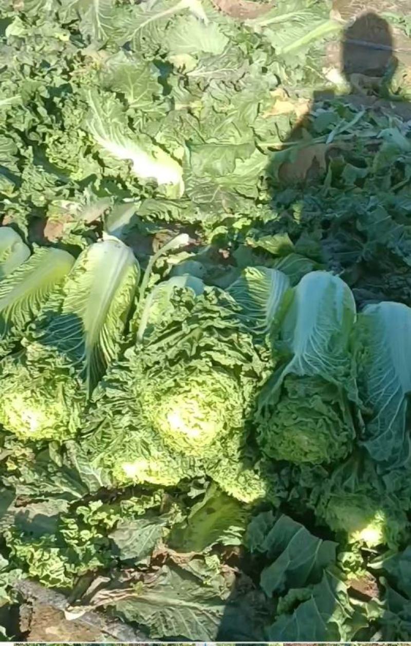 自家种植白菜出售