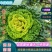 精品黄心菜千亩基地实力供应期待与您合作共赢!
