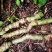 麒麟尾百足藤上树龙根茎种植大量称斤各尺寸预订批发