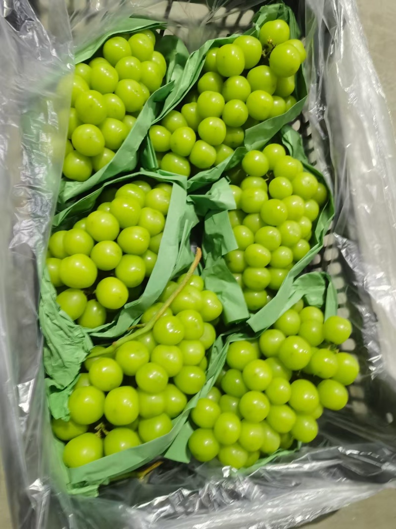 只做精品货