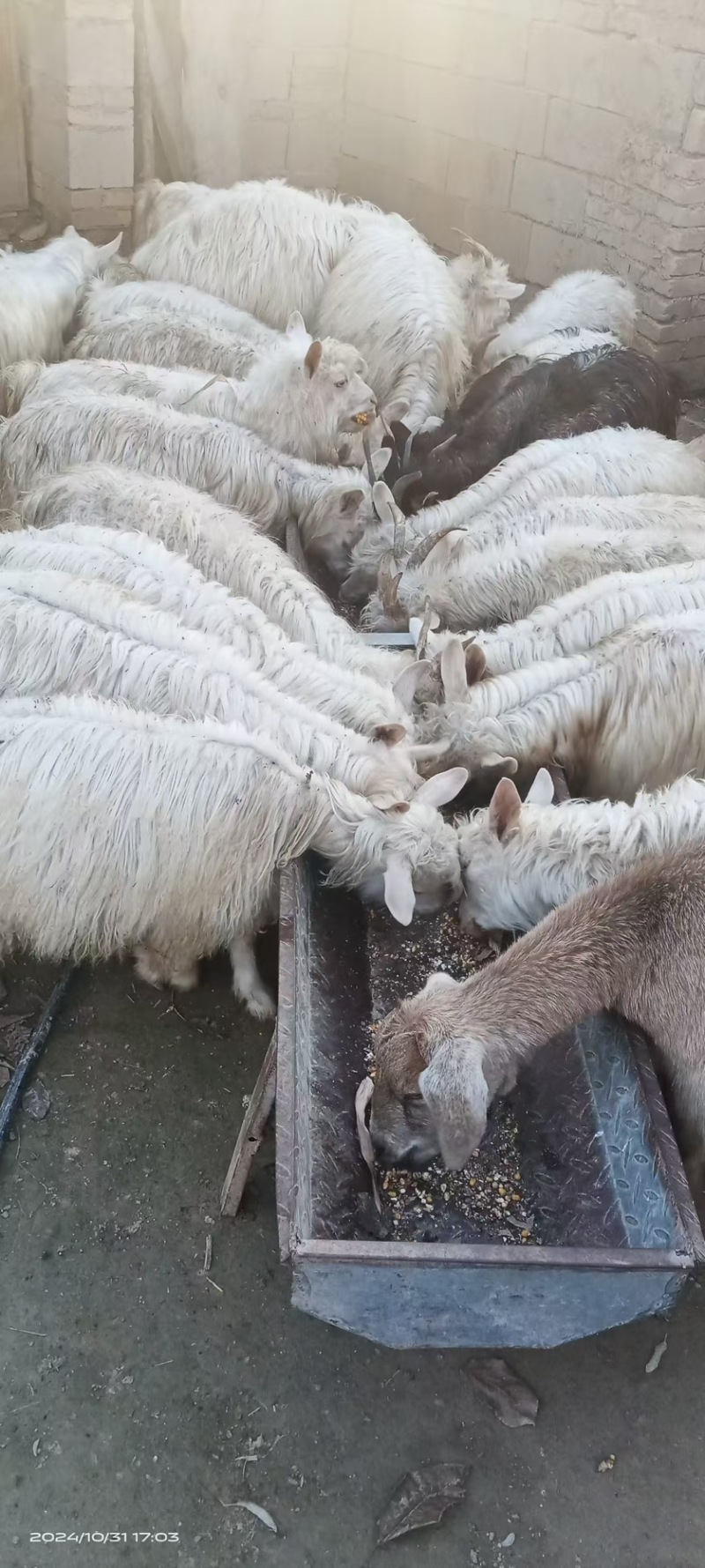 纯放养山羊羔子肉跑山羊肉质鲜美新鲜发货