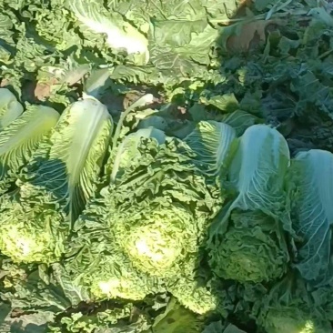 北京新三号，津绿60，天才60