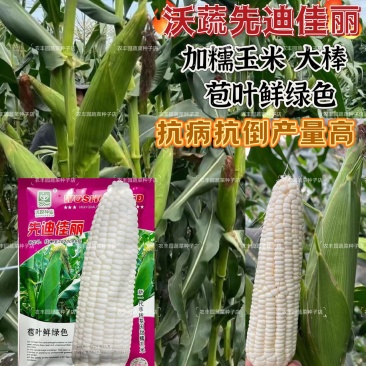 沃蔬先迪佳丽白甜糯玉米种子抗病产量高棒大苞叶鲜绿基地大户
