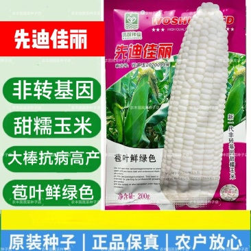 沃蔬先迪佳丽白甜糯玉米种子抗病产量高棒大苞叶鲜绿基地大户