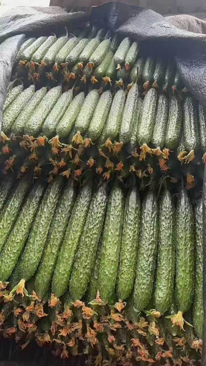蜜刺黄瓜，电商货，市场货，商超货，大量供应中