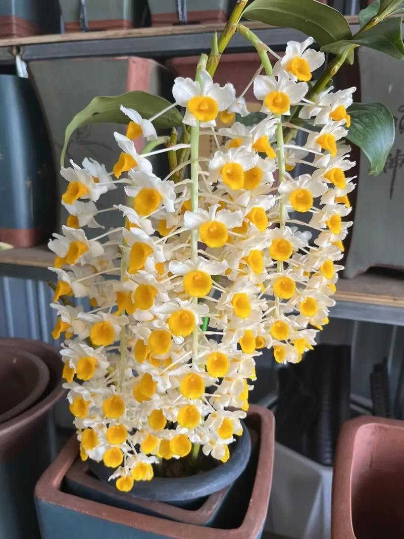 球花石斛