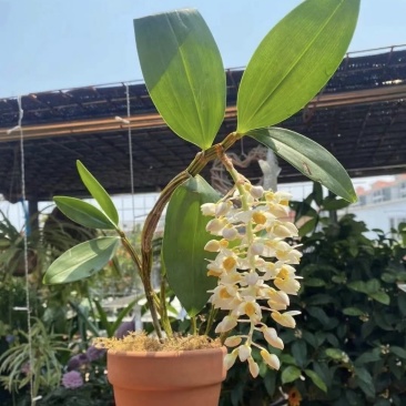 球花石斛