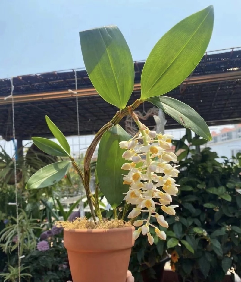 球花石斛