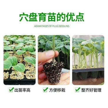 穴盘/育苗穴盘，各种规格32—12850克—200克