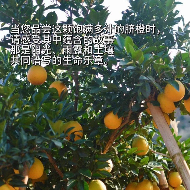 赣南脐橙