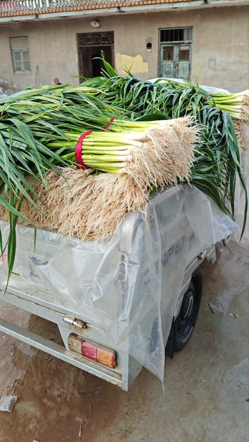 大量出售精品蒜苗