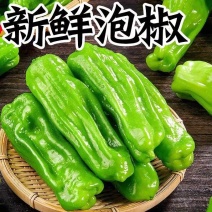 泡椒/广东辣椒/301辣椒/芜湖椒/全国供应批发