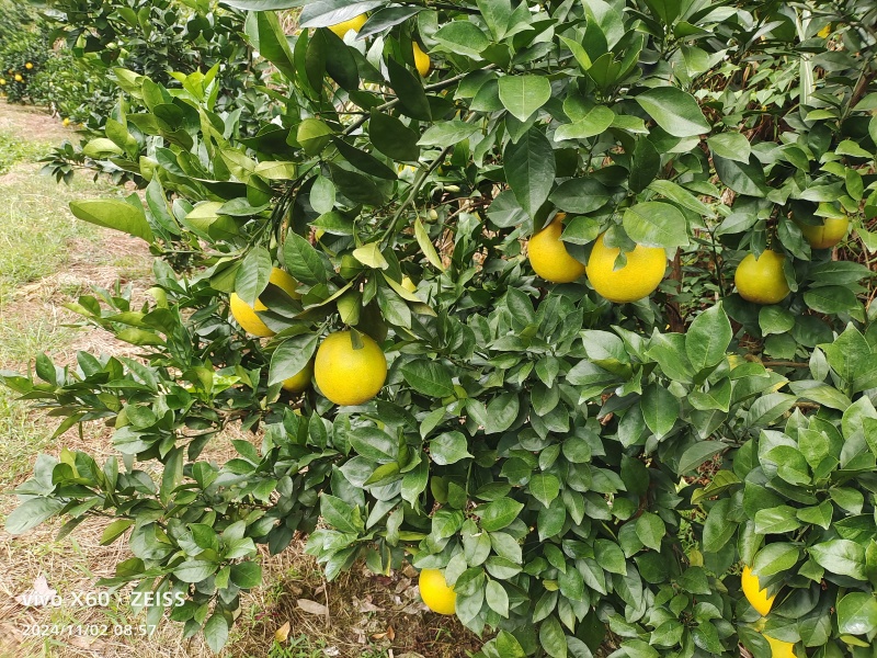 脐橙
