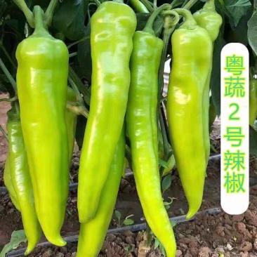 【黄皮辣椒】广东辣椒/黄皮尖椒/产地货源/供应市场电商