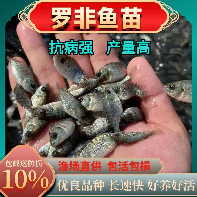 优质罗非鱼苗海南一号罗非鱼苗快大种罗非鱼苗全程跟踪指导