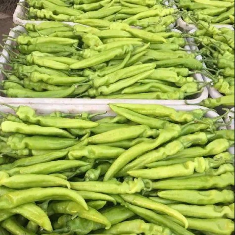【黄皮辣椒】广东辣椒/黄皮尖椒/产地货源/供应市场电商
