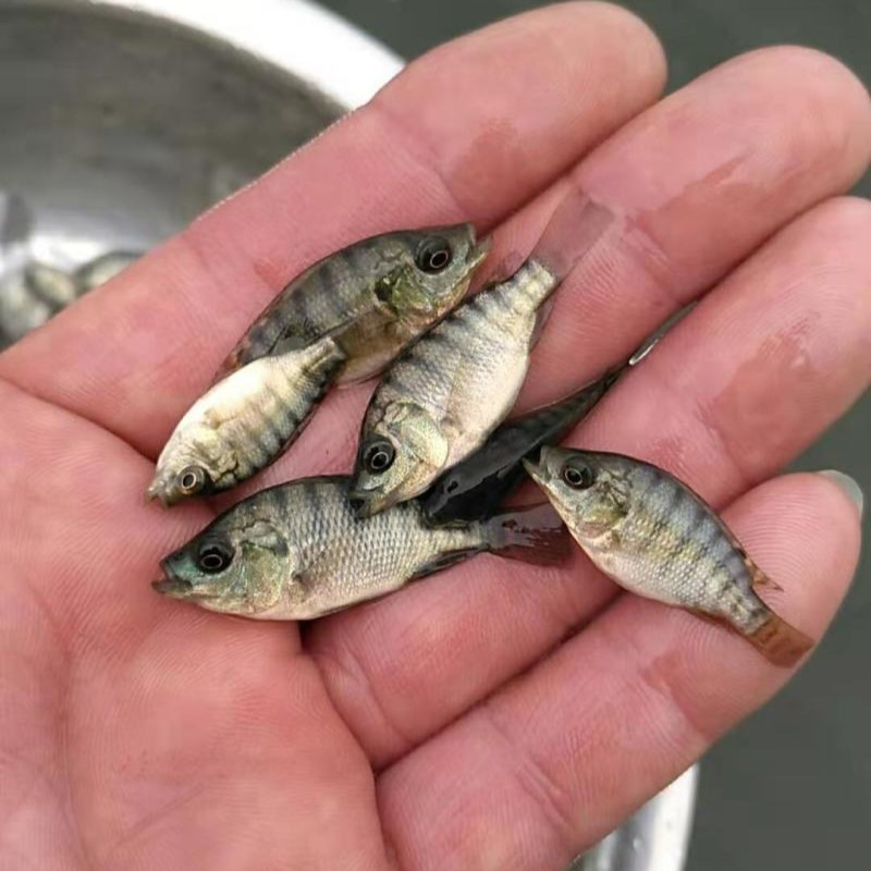 优质罗非鱼苗海南一号罗非鱼苗快大种罗非鱼苗全程跟踪指导