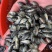 优质罗非鱼苗海南一号罗非鱼苗快大种罗非鱼苗全程跟踪指导