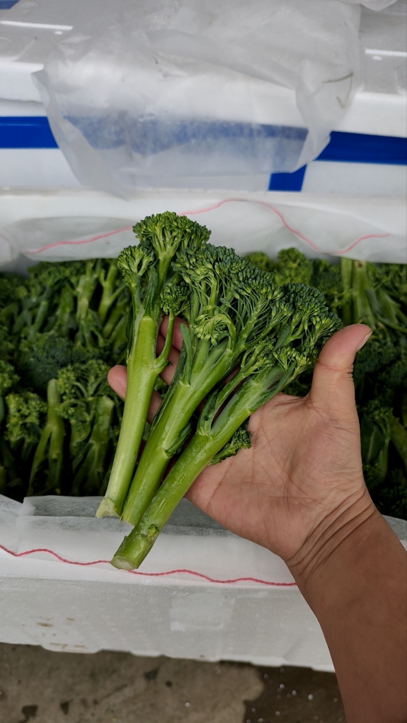 西兰苔基地直供，高端食材！！！！！！