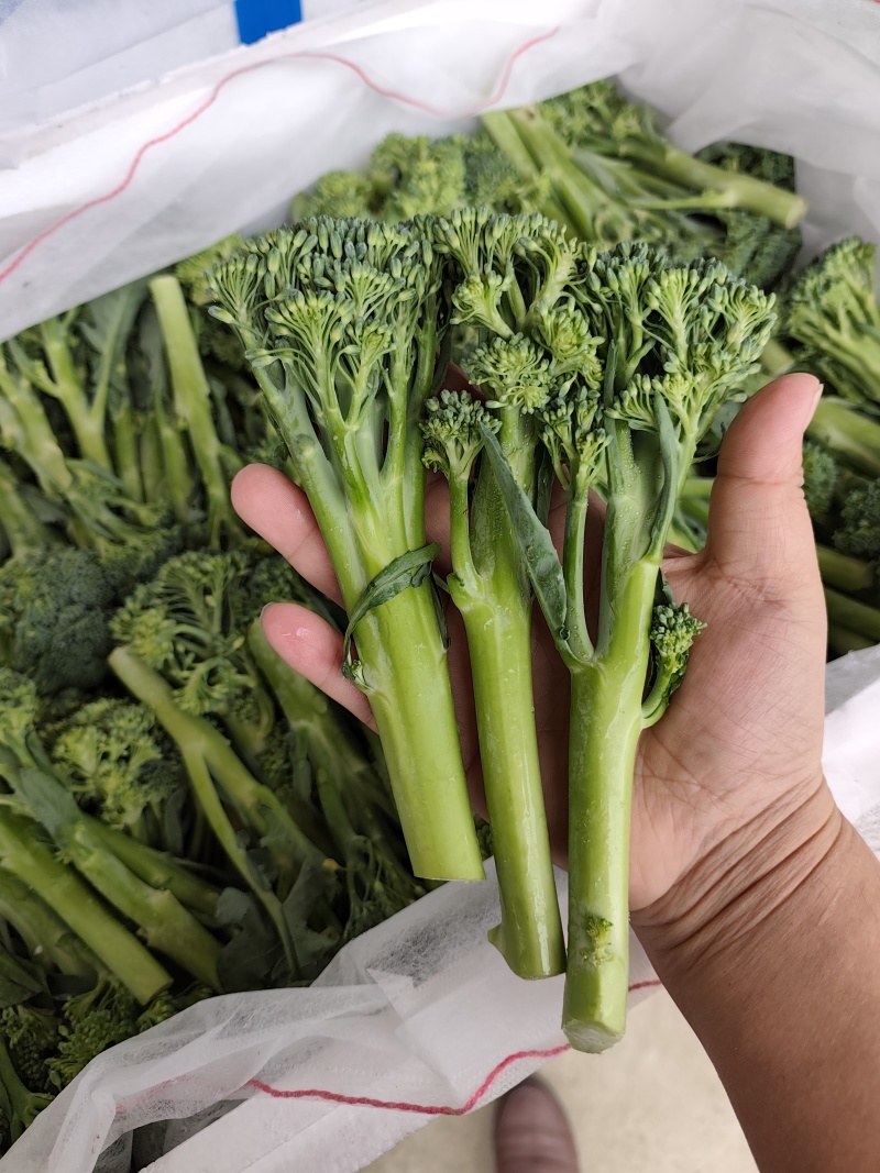 西兰苔基地直供，高端食材！！！！！！