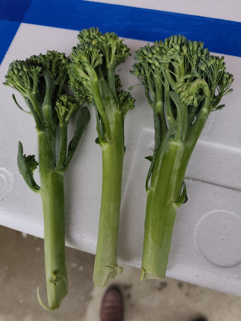 西兰苔基地直供，高端食材！！！！！！