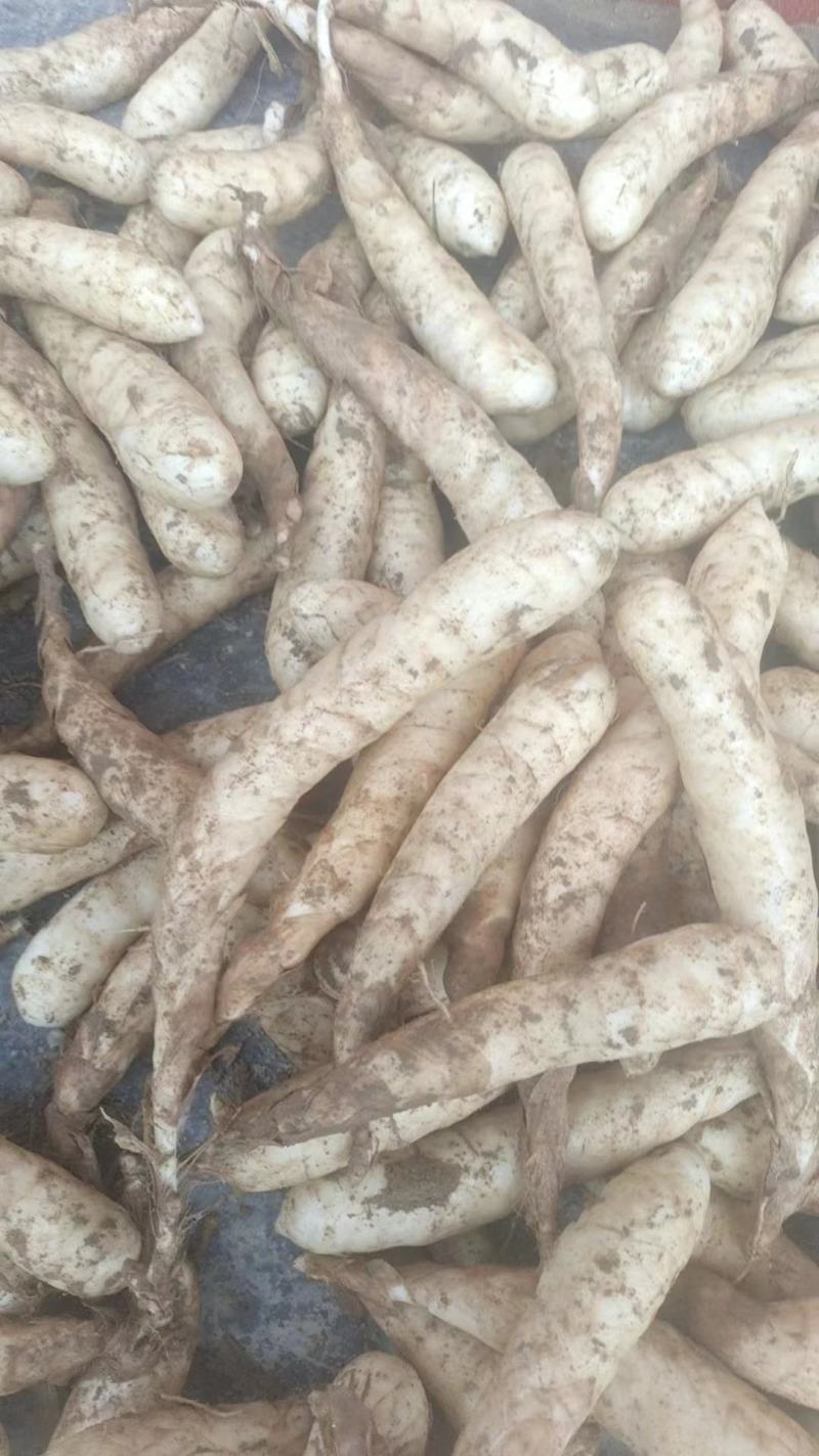 竹薯。冬粉薯