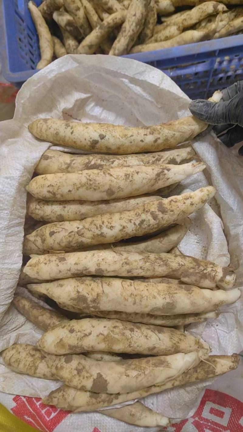 竹薯。冬粉薯
