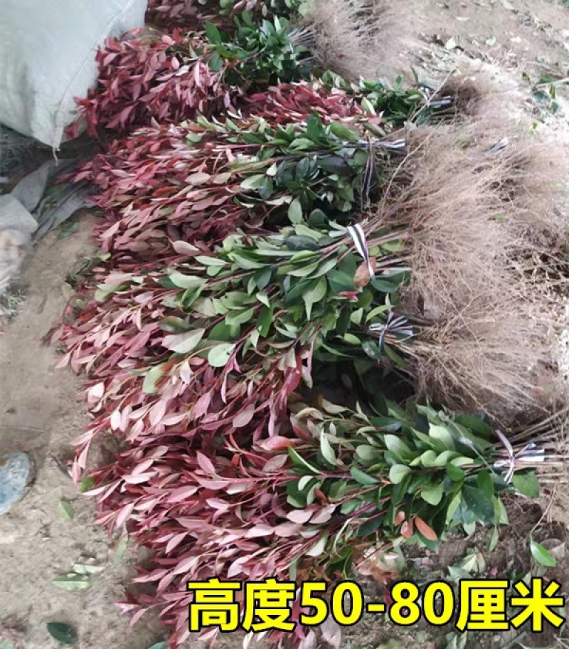 红叶石楠篱笆苗，产地一手货源量大优惠欢迎合作