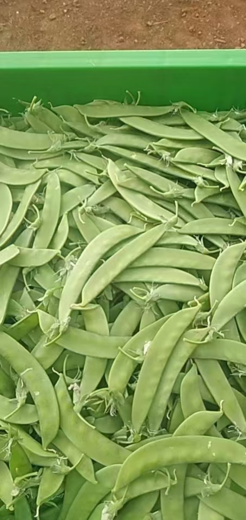 夹豆荷兰豆