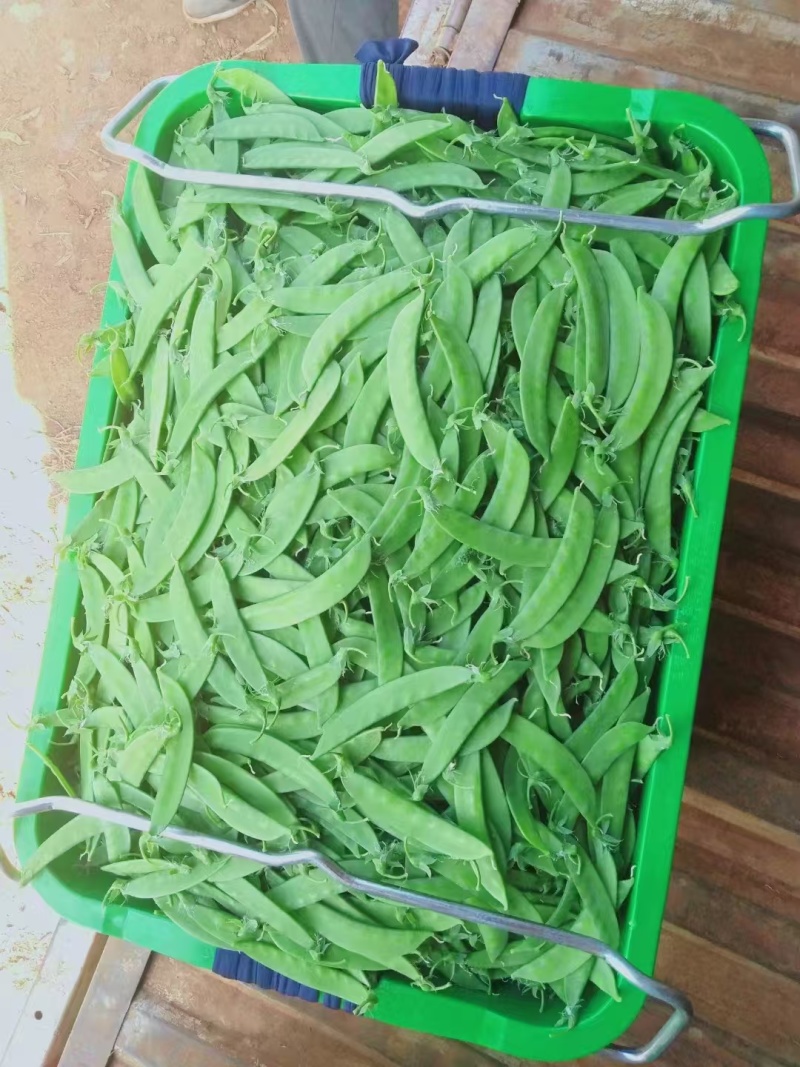 夹豆荷兰豆