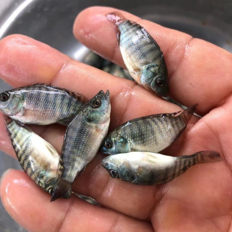 优质海南一号罗非鱼苗快大种罗非鱼苗青宝路罗非鱼苗大量供应