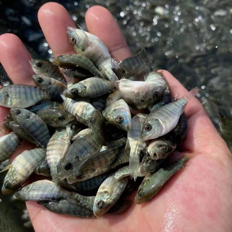 优质海南一号罗非鱼苗快大种罗非鱼苗青宝路罗非鱼苗大量供应