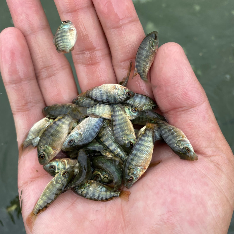 优质海南一号罗非鱼苗快大种罗非鱼苗青宝路罗非鱼苗大量供应