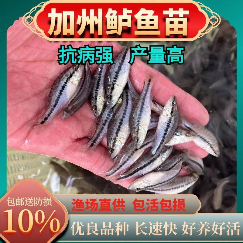 鲈鱼苗优质加州鲈鱼苗淡水优鲈3号鱼苗全程跟踪指导
