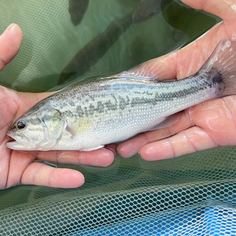 鲈鱼苗优质加州鲈鱼苗淡水优鲈3号鱼苗全程跟踪指导