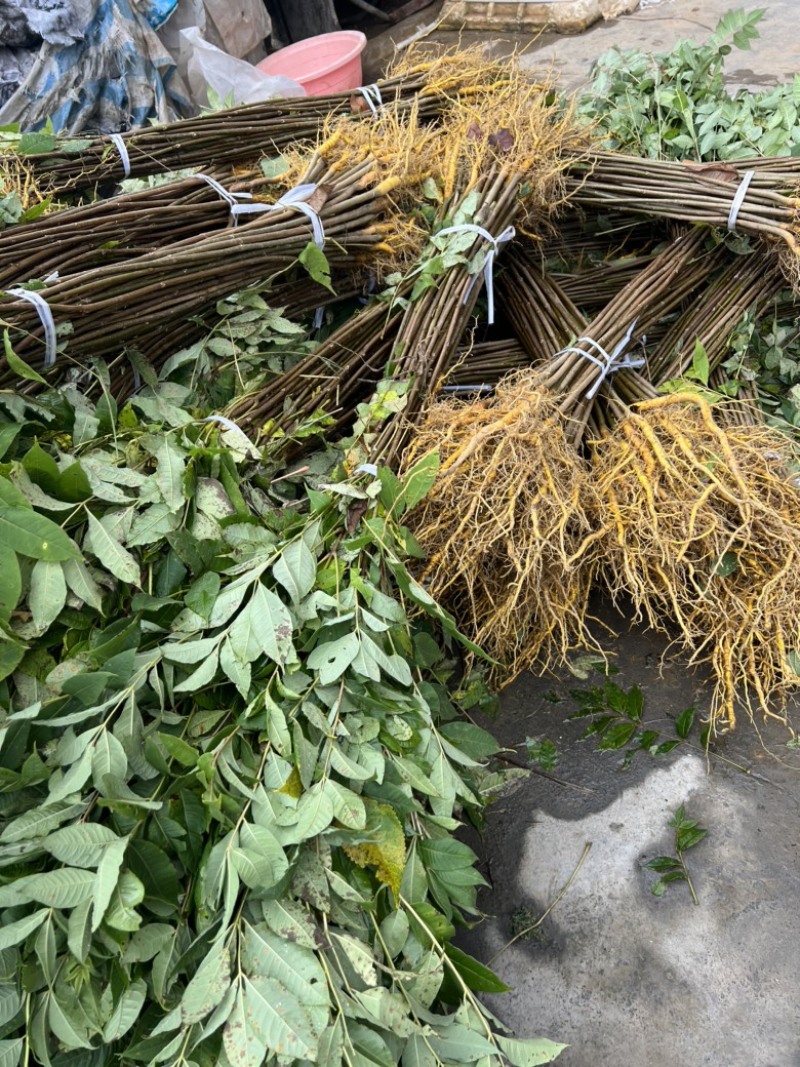 黄柏苗厚皮黄柏苗大叶厚皮川黄柏苗