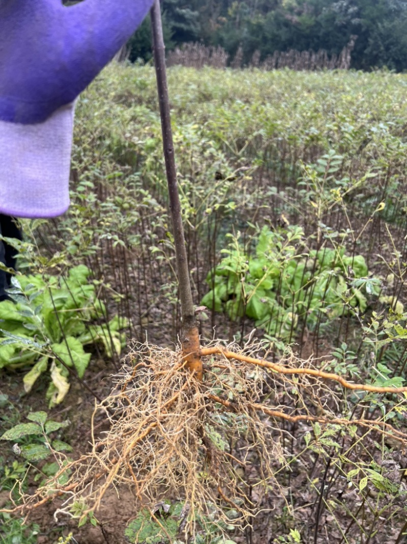 黄柏苗厚皮黄柏苗大叶厚皮川黄柏苗