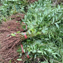 香椿苗香椿小苗红油香椿香椿芽可以吃的香椿0.8