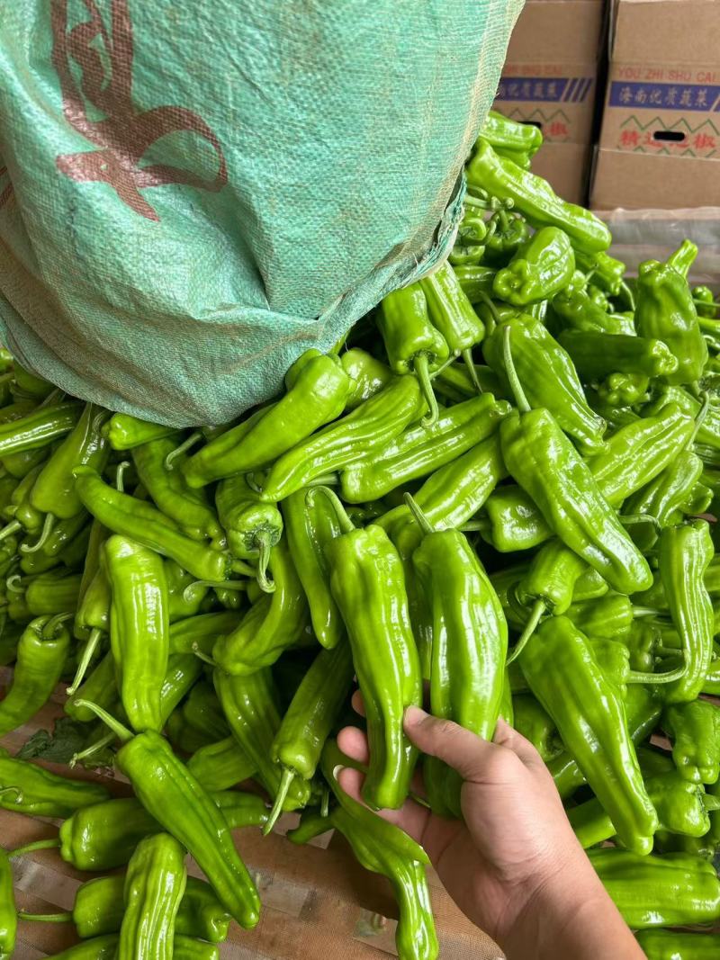 《优选》广东新苗芜湖椒，薄皮椒，炮王，大量货源，一手产地