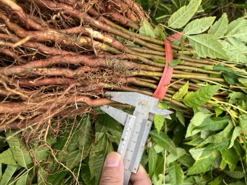 香椿苗香椿小苗红油香椿香椿芽可以吃的香椿0.8