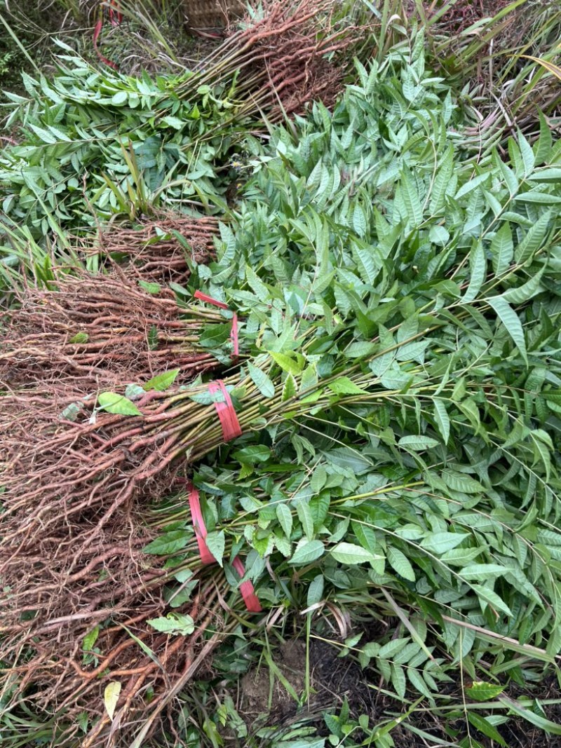 香椿苗香椿小苗红油香椿香椿芽可以吃的香椿0.8