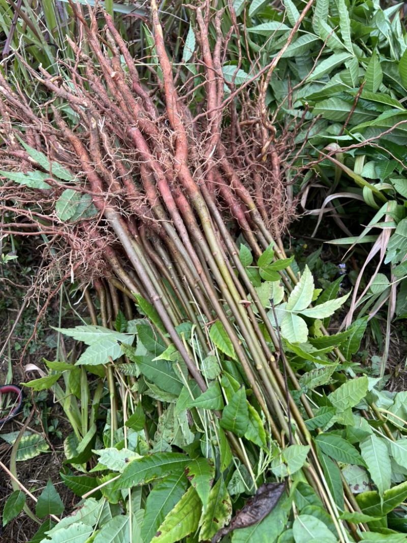 香椿苗香椿小苗红油香椿香椿芽可以吃的香椿0.8